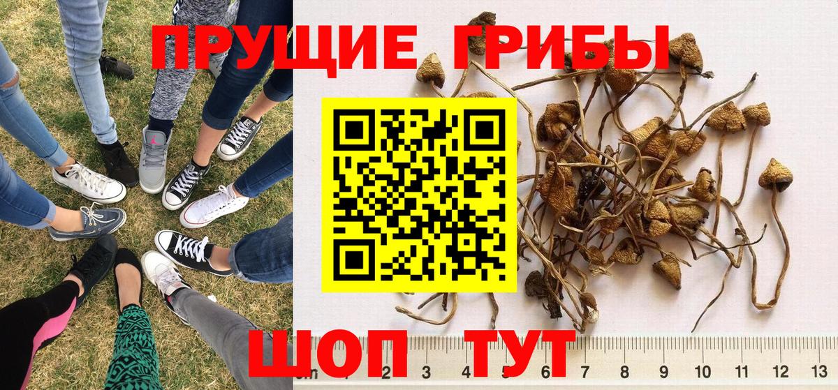 Псилоцибиновые грибы мицелий Минусинск